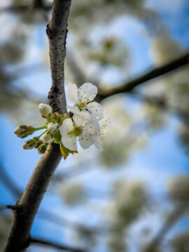 blooming cherry tree