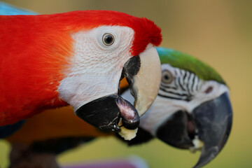 Fototapeta premium Two macaws are happily eating bananas.