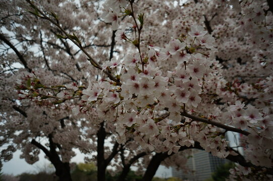 Sakura, the iconic cherry blossoms that transform landscapes into a soft pink wonderland. Symbolizing renewal, hope, and the fleeting nature of life.
