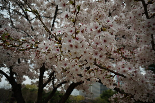 Cherry blossoms are delicate flowers that symbolize beauty, renewal, and the fleeting nature of life. Their soft pink and white petals bloom gracefully in spring, creating breathtaking and romantic la