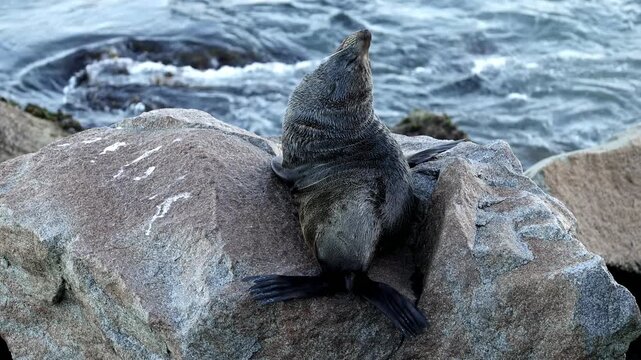 An Australian fur seal relaxes and grooms its furry hide and points its snout upwards on a rock on a breakwater pier at the harbour entrance at the town of Narooma in New South Wales, Australia.