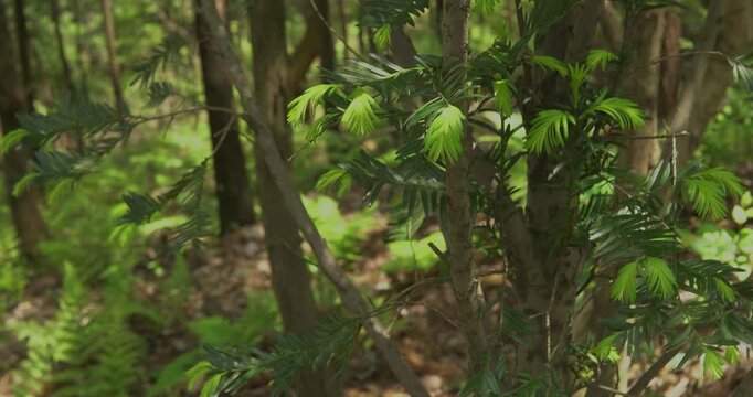 Chinese Yew in the Forest