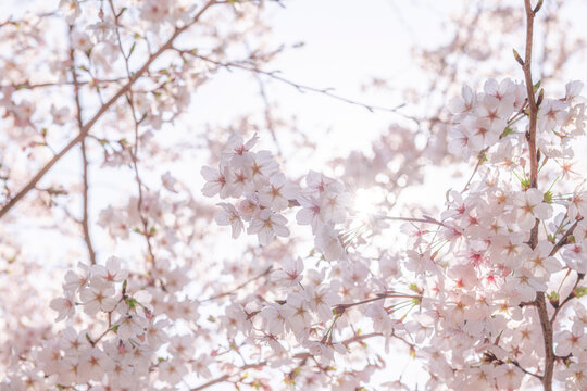 満開の桜が咲き誇る春のやわらかな花風景