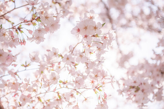 出雲大社周辺に咲く満開の桜が広がる春の風景