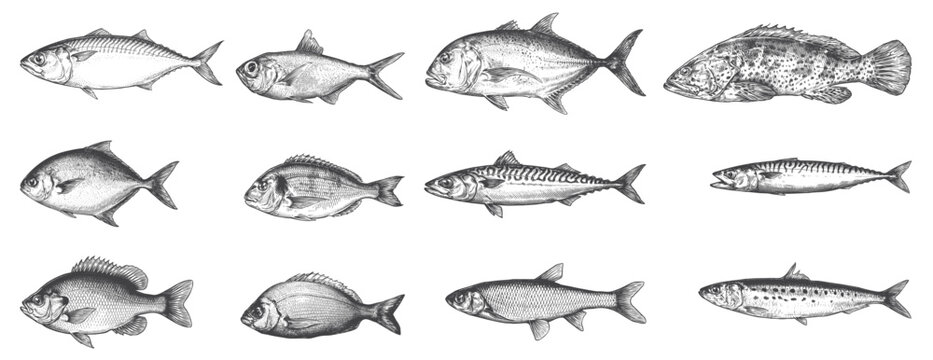 Detailed Vintage Engraving Style Ocean Fish Collection. Hand Drawn Marine Life Line Art for Seafood Packaging, Restaurant Menus, and Fishing Branding.