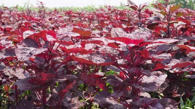 Field of Red Amaranth Lal Saag in Full Growth