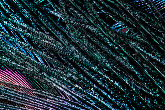 Close up of peacock feather.