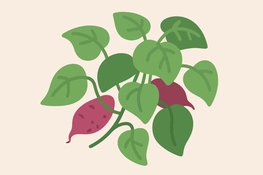 Cartoon sweet potato plant with heart shaped leaves and reddish purple tubers on beige background.