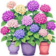 Obraz premium Colorful hydrangea plants with pink blue and purple flowers, garden floral composition illustration isolated on white background