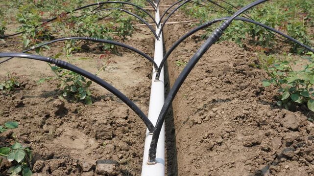 Drip Irrigation System Watering Crops in Agricultural Field