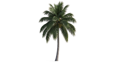 Obraz premium A tall, vibrant coconut palm tree with lush green fronds and hanging coconuts isolated on white