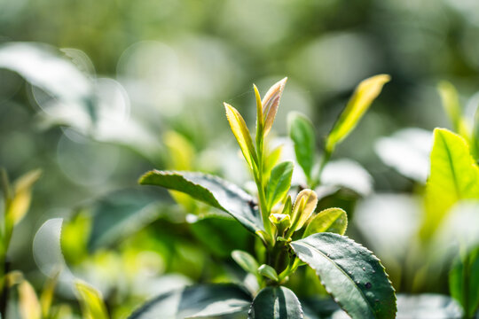 Close-up of fresh green tea leaves with tender shoots, showcasing vibrant foliage in natural light. Captures organic growth and botanical details of tea plants in a serene setting.