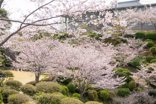 広島県尾道市の千光寺公園に咲く桜景色