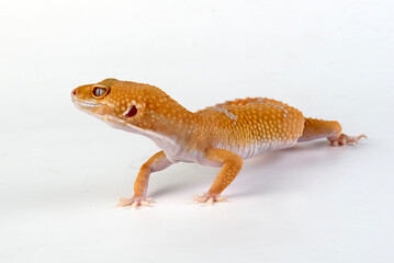 Fototapeta premium a leopard gecko among a white background