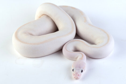 a white ball python among a white and light background
