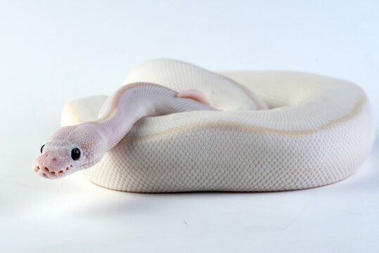 a white ball python among a white and light background