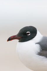 Obraz premium Portrait of an Laughing Gull (Larus atricilla) against sand