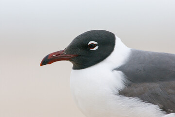 Fototapeta premium Portrait of an Laughing Gull (Larus atricilla) against sand