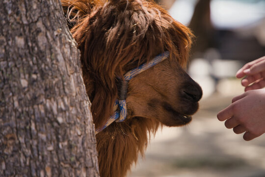 Hands want to touch a llama, Lama glama