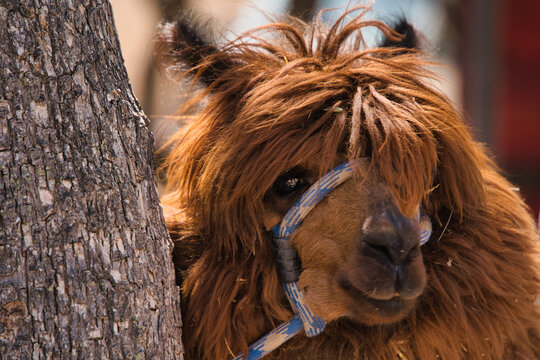 llama, Lama glama, look at the camera