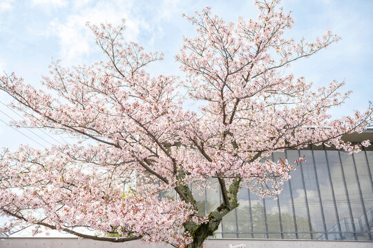 春の尾道千光寺公園を彩る満開の桜と庭園風景