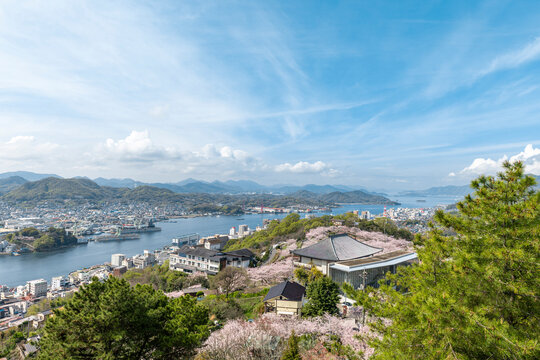 春の尾道水道と千光寺公園を望む桜咲く展望風景