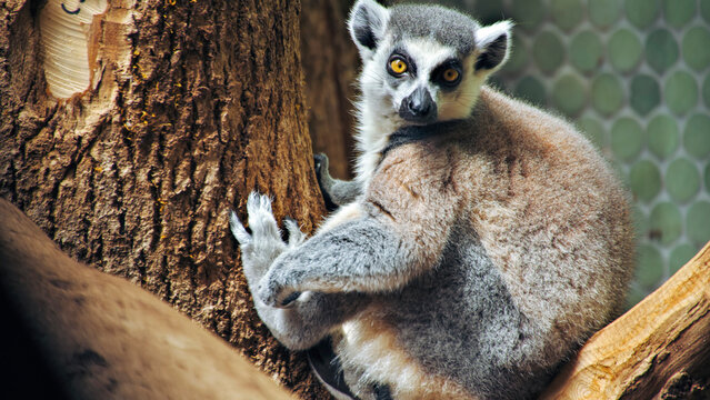 View of a yellow-tailed lemur climbing a tree in the Amazon rainforest
