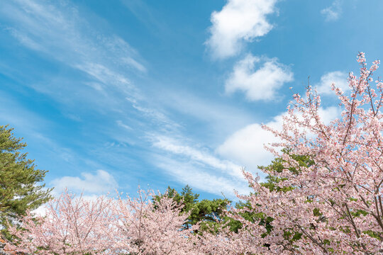青空の下に広がる満開の桜と春の風景