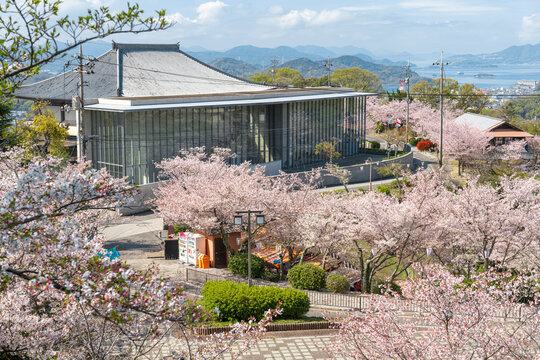 広島県尾道市の千光寺公園に咲く桜と展望風景