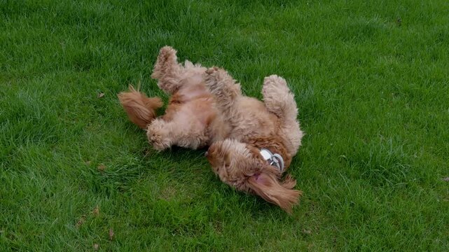 Labradoodle, Goldendoodle, or Poodle dog is lying on its back in green grass, possibly playfully rolling or stretching.. Close up view