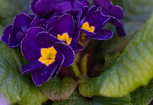 close - up of purple primel flowers in the garden
