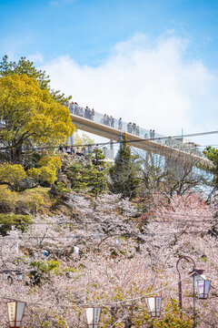 春の桜に囲まれた展望デッキと千光寺公園の風景