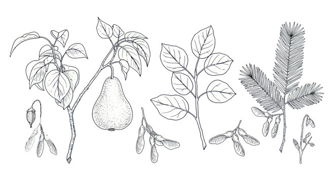Botanical Illustration: Pear Branch, Leaves, Seeds, and Pine Sprig - Hand Drawn Sketch