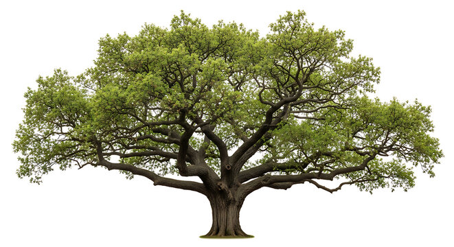 Majestic ancient oak tree with sprawling branches and lush green leaves