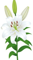 Fototapeta premium Digitally created white lily, detailed stem, leaves, and buds on white background