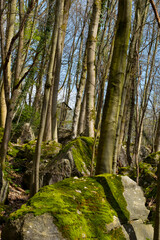 Fototapeta premium footpath in the woods