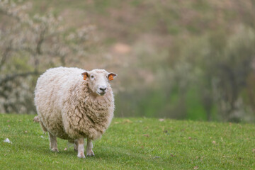 Naklejka premium Domestic Sheep - Ovis aries, popular domestic ruminant mammal typically kept as livestock for fleece, milk and meat, Czech Republic.