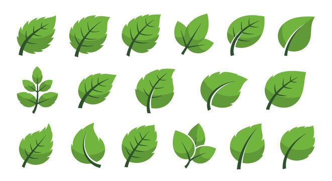 Collection of various green leaf shapes.