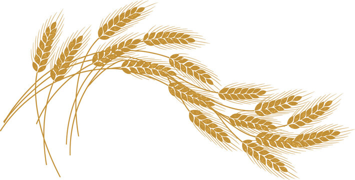 Golden Wheat Ears Illustration With Agricultural Harvest Crop Design Element