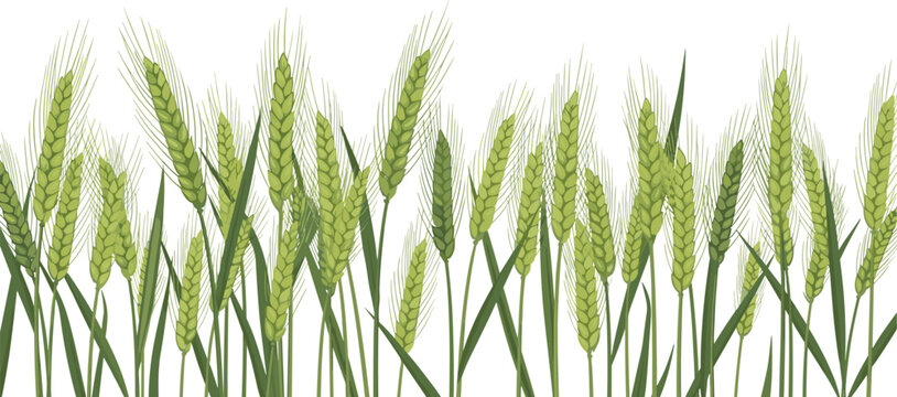 Green Wheat Ears Border With Fresh Agricultural Crop Plants Illustration