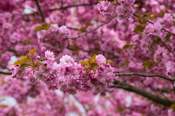 Naklejka premium Branches densely covered with pink sakura blossoms 