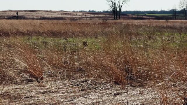 Wild fox moving through dry grass field in natural habitat. Outdoor wildlife. Spring. time