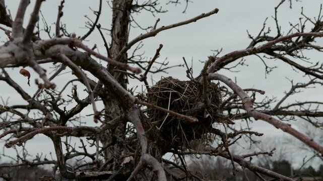 Empty old Bird nest in bare tree branches during late autumn or winter. empty nest against cloudy sky, Close up
