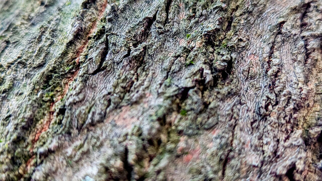 Close-up of rough tree bark texture with natural cracks and moss. Macro background of aged wood surface, showcasing organic patterns and earthy tones in nature