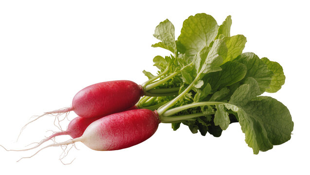 Fresh vibrant red radishes with lush green leaves and delicate roots, perfectly isolated PNG on transparent background, healthy organic vegetable for culinary designs
