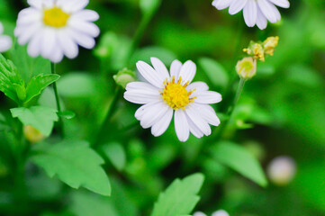 daisy flower or Japan daisy or Bellis perennis or daisy flower or Gold Carpet or Gloden Fleece or Asteraceae or white flower or purple daisy © jobrestful