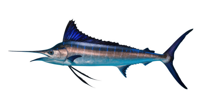 Magnificent blue marlin fish, a powerful marine predator with a long bill and striking blue dorsal fin, isolated PNG for ocean-themed designs