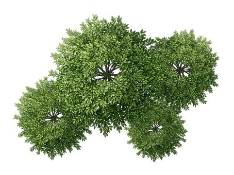Top View Tree Cluster with Dense Green Foliage Isolated on White Background