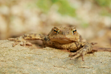 Obraz premium Common toad Bufo bufo european wild Bufonidae amphibians camouflaged brown colored striking prominent orange eyes frog climbing sitting on log tree crouching resting poor jumpers close-up photo.