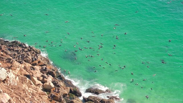 View from coastal cliffs of Cape fur seals frolicking in clear ocean at Robberg